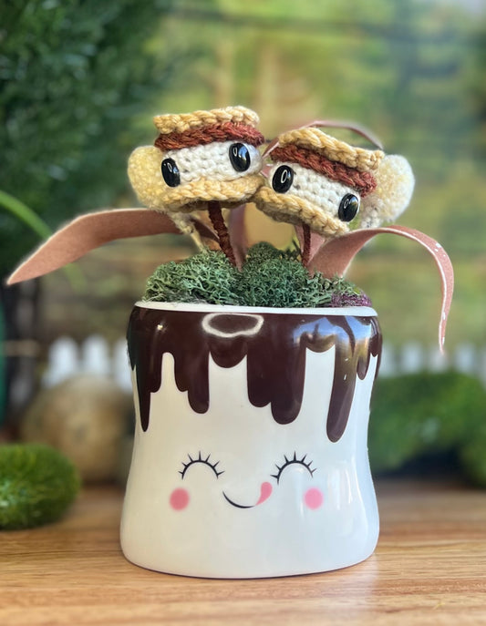 Cheerful s’more Plant