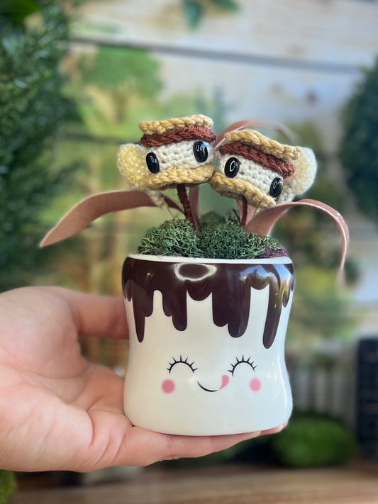 Cheerful s’more Plant